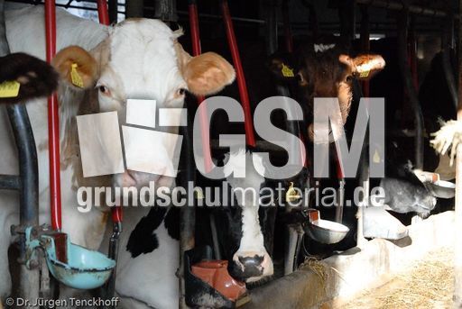 Hausrind (47 von 174).jpg